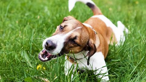 A brown-and-white dog playing in long green grass