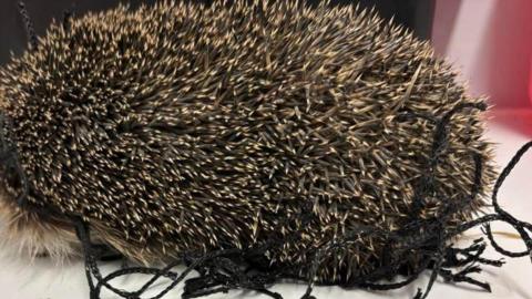 Injured hedgehog at Leicestershire Wildlife Hospital