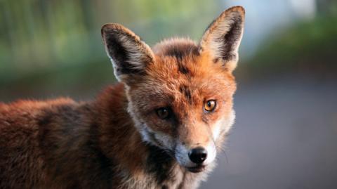 A red fox looking towards the camera. The background is blurred.