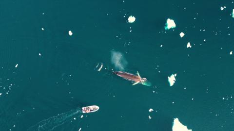 Whales spotted in warming waters 