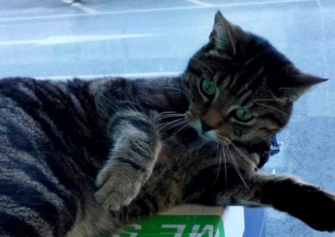 A tabby cat lying on a box in a supermarket