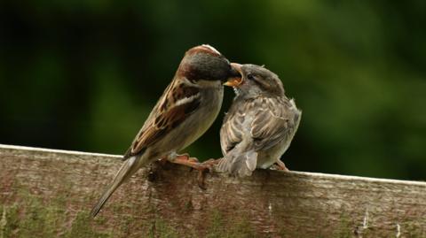 A sparrow feeds a baby sparrow, both are sitting on wooden fence