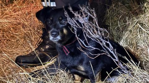 Black and tan dog involved in mountain rescue.