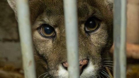 A caged puma is looking out from behind some bars