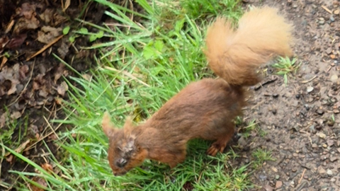 A red squirrel with lesions around its face. It runs on grass