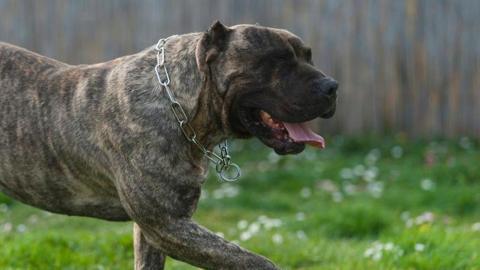 Stock image of a Presa Canario dog, with a silver chain round its neck and different shades of light and dark brown fur. It is walking in a garden on grass and a fence is in the background. 