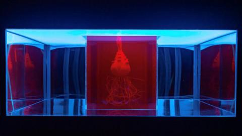 Red-lit exhibit box shows a plant with roots streaming down. It's in a larger glass box. The plant resembles a jellyfish, with "tentacles" eminating from a triangular core at the top of the picture.