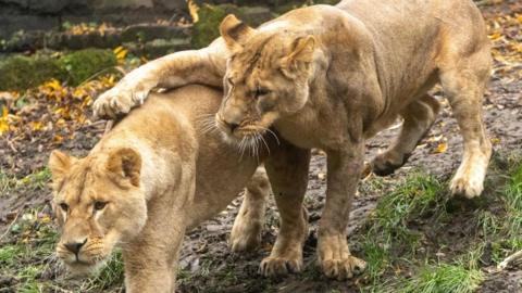 Two fully-grown female lions. One has its paw on the other's back.