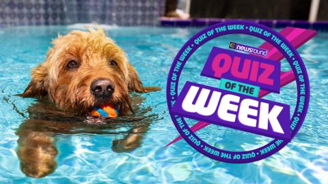 a dog paddles in a swimming pool