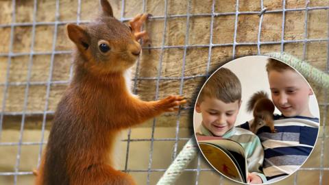 A squirel climbing a metal cage, with a circular image in the bottom right corner of two boys reading a book, with a red squirrel on the shoulder of one of the boys. 