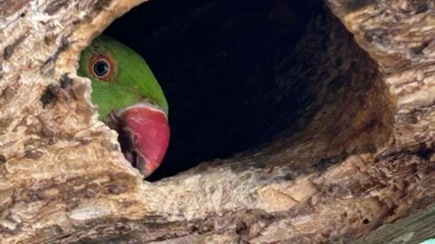 A parakeet inside a tree trunk