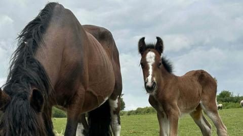 A mare and a foal standing in a field. The mare is grazing, her head is not in the shot. She is think and her rib cage is showing.The foal is standing next to the mare and is looking at the camera. Both ar brown in colour.