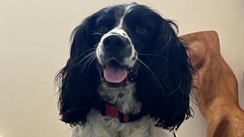 Black and white springer-cocker spaniel lying down on the top of the stairs inside a house. The dogs front paws are hanging over the edge of a step and the carpet is grey.