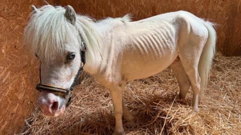 Emaciated white pony so skinny you can see his ribs