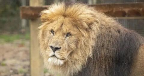 A lion with a brown mane and a yellow face and pale brown eyes in an enclosure