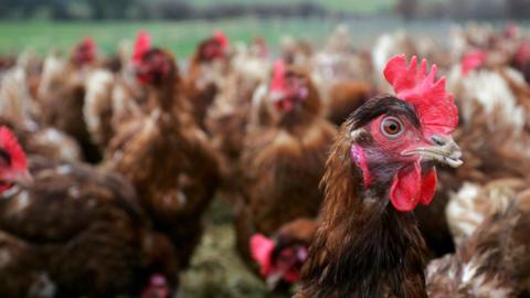 A close-up shot of free range hens together in a field in Lewes, one stares at the camera