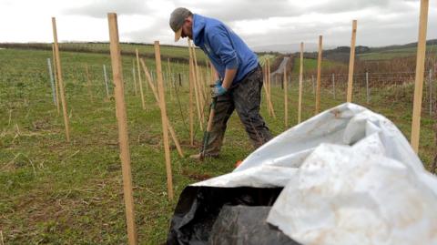 A person working outdoors in a field on a cloudy day. The person is wearing a blue hoodie, a cap and gloves, and is using a tool to dig into the soil. Wooden stakes stand in rows around them, marking out young plants or newly planted saplings. The ground looks muddy and the person’s trousers are dirty from the work. In the foreground, an open white-and-black plastic bag sits crumpled, partly blocking the lower right corner of the frame. The landscape behind the worker stretches into rolling green hills with fencing running along the field’s edge.