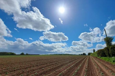 Rows of young crops in a sunny field under a bright blue, cloudy sky in Wolverhampton, central England