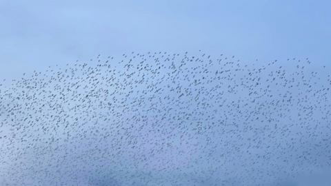 Picture of the murmuration