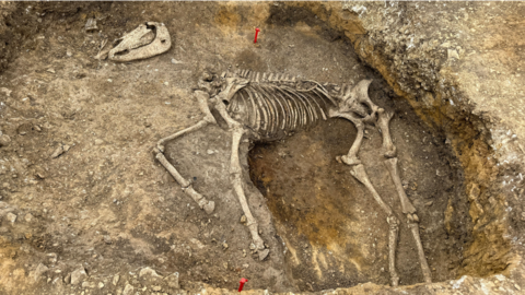 The bones of a horse are set in earth and have been uncovered.