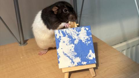A brown and white rat on a wooden table with its front paws up on a tiny easel, which holds a blue and white square painting.