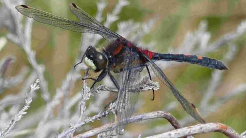 A white-faced darter dragonfly sits on a green stem of a plant on a peatland bog. The dragon fly has a red and black body and head. Its wings are translucent. 