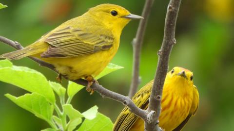 Two Galapagos yellow warblers sit on a branch. They are both bright yellow with some green feathers on their wings.