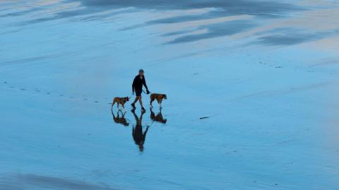 A wide shot of a wet sandy beach. A man is pictured waking two boxer dogs across the sand on the lead. 