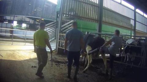 A man is seemingly kicking the back of a standing cow. Two other men are stood nearby. In the backdrop there is a metal fence  with other cows behind it. 