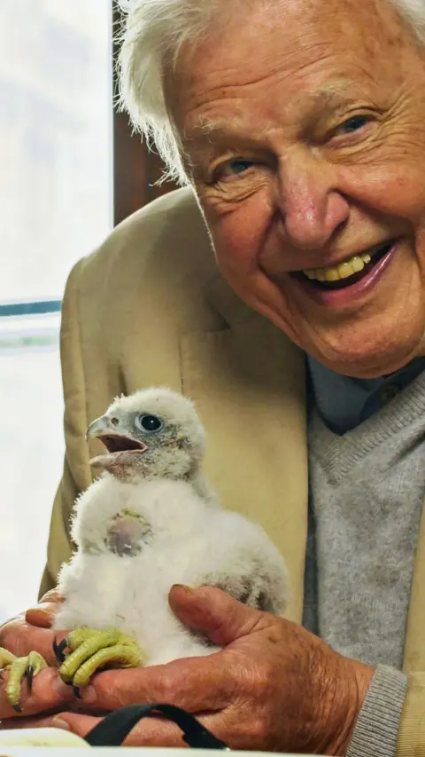 Attenborough with a beaming smile as he holds a fluffy peregrine falcon chick above a desk with a window behind him, the Queen Elizabeth II clocktower outside