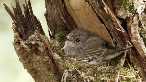 A spotted flycatcher sitting in its nest in the trunk of a tree.