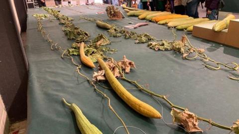 Th end of the luffa plant trailing on top of a long table covered with green tarp. Its fruit is long and thin and shaped like a cucumber. 