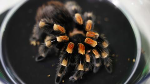 A closeup photo of a orange and black tarantula on a black circle background. The tarantula is mostly black, with orange segments on its legs.