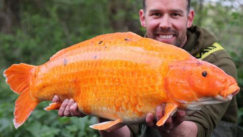 A man smiling while holding a giant golden carp