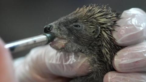 A baby hedgehog being held by a hand in a plastic glove is being fed with a syringe