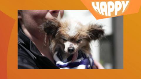 A dog