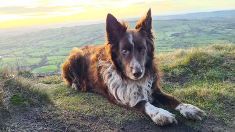 Border Collie Red