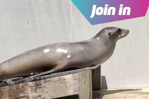 Sea lion called Ronan