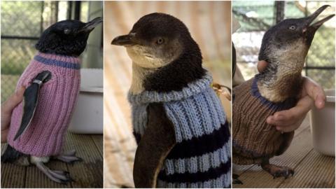 three penguins in knitted jumpers.
