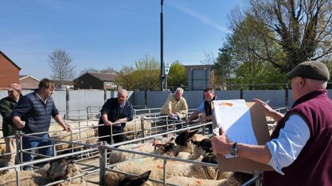 A seller at Thame Market holding a pen and a clipboard with papers during a live auction. There are potential buyers lined up alongside pens with sheep. It is a sunny day.