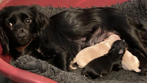 A black dog is lying on a grey bed in a red basket. The dog is on its side and looking away from the camera. There are three puppies suckling.