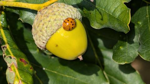 A ladybird sits on an acorn in this close-up photo. The acorn is attached to a tree with leaves in the background.