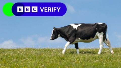 A cow walking in a field against a blue sky