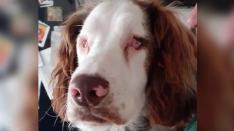 Deaf and blind springer spaniel puppy