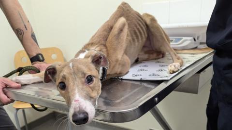 A badly emaciated brown lurcher, lying on a vet's table, looks at the camera. The animal's ribs are protruding