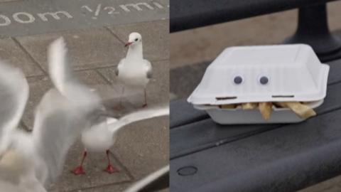 Several gulls gathered on a paved seaside walkway, with their wings blurred in motion. Beside them, a takeaway food box with googly eyes sits on a bench, its lid slightly open to reveal chips inside.