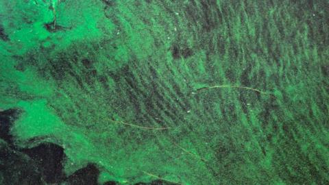 An aerial image of a blue-green algal bloom. It is green in colour.