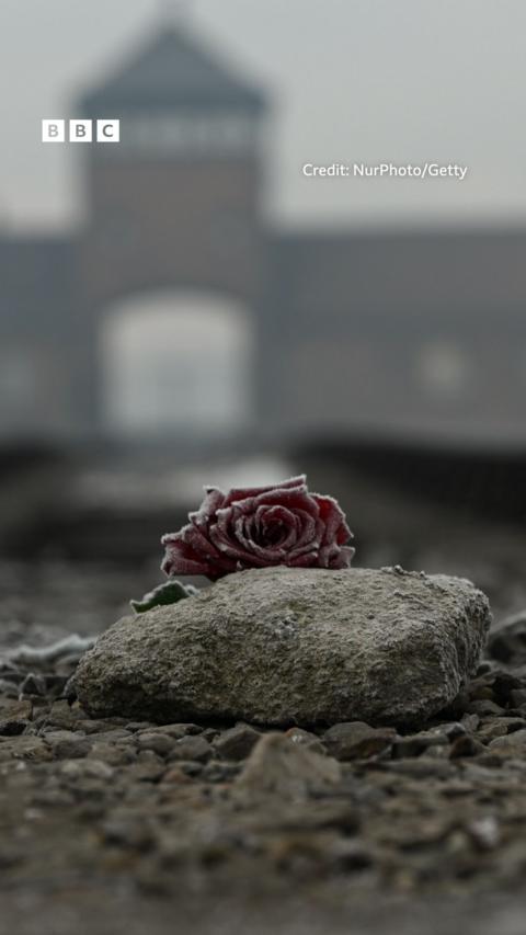 A rose in front of Auschwitz