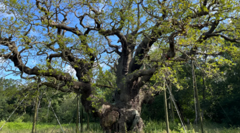 The Major Oak tree in Nottingham supported by poles and tension wires.