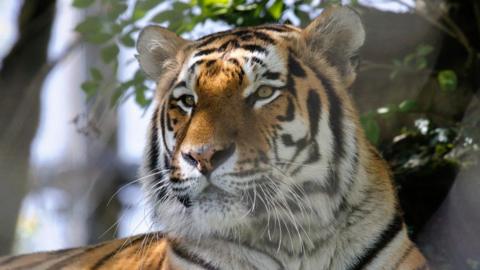 A close up shot of a tiger's face as it lies beneath a tree. 
